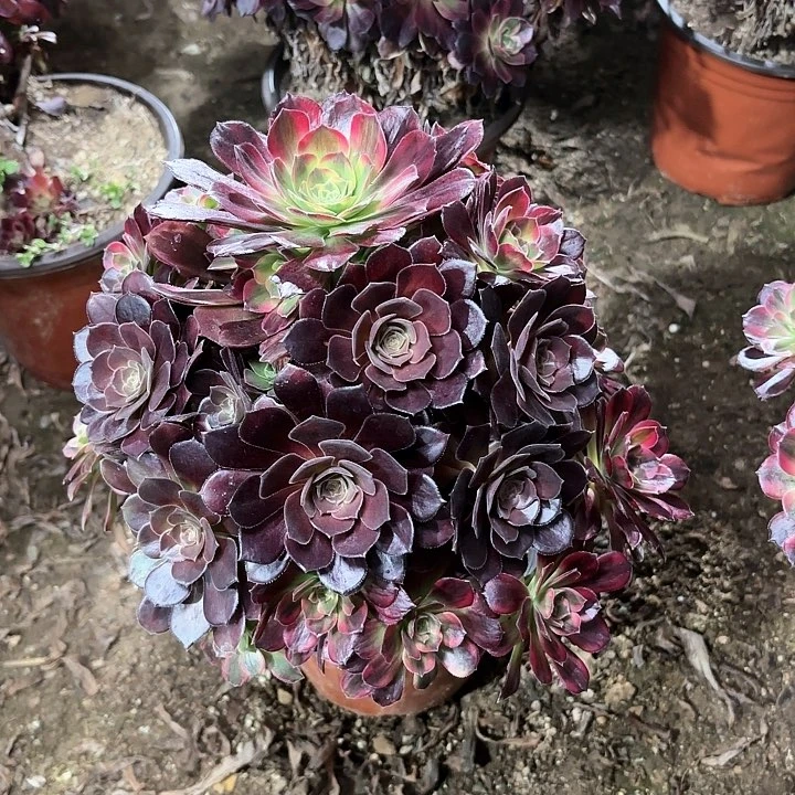 多肉植物法师安娜65