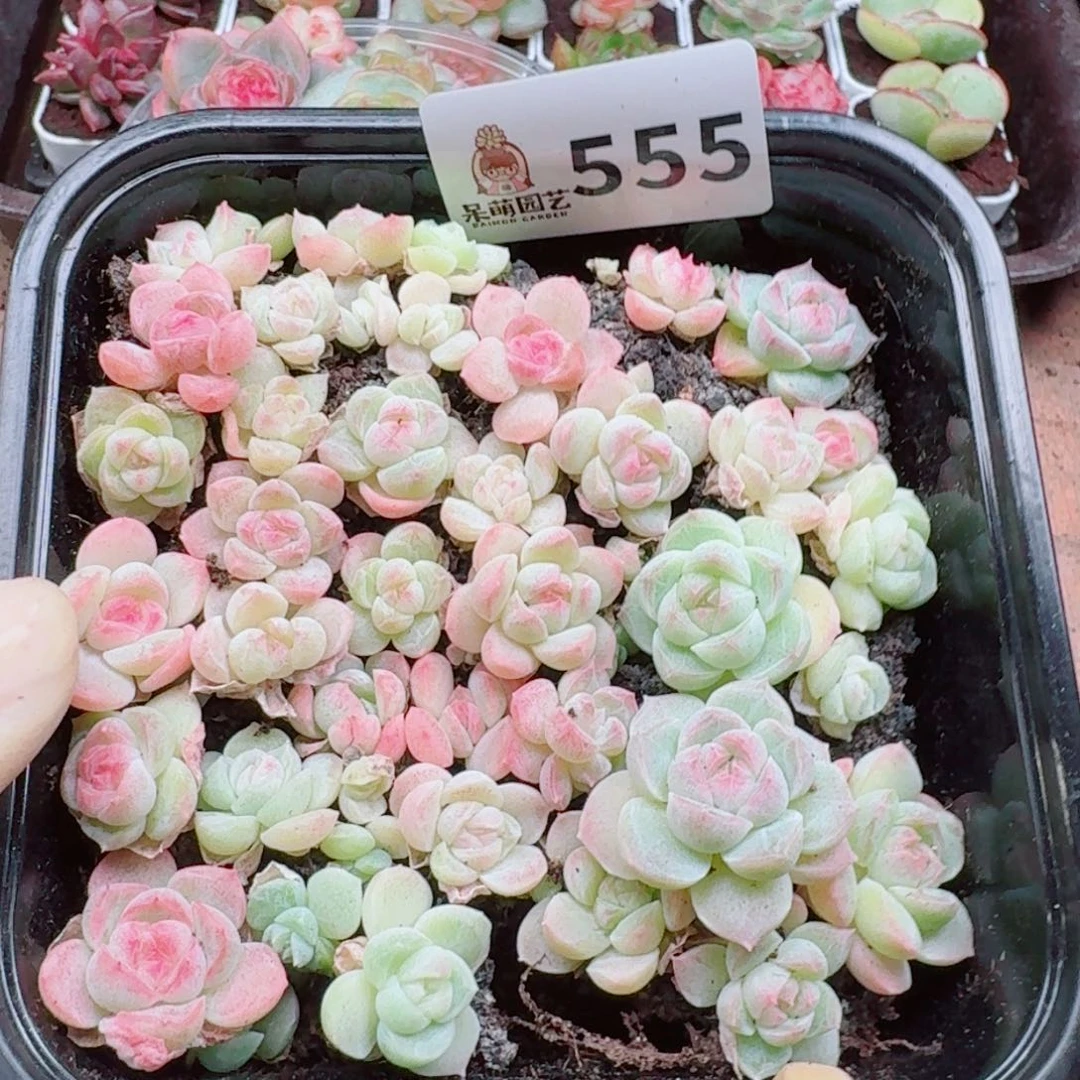 多肉植物多肉植物