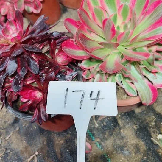 多肉植物组合2个