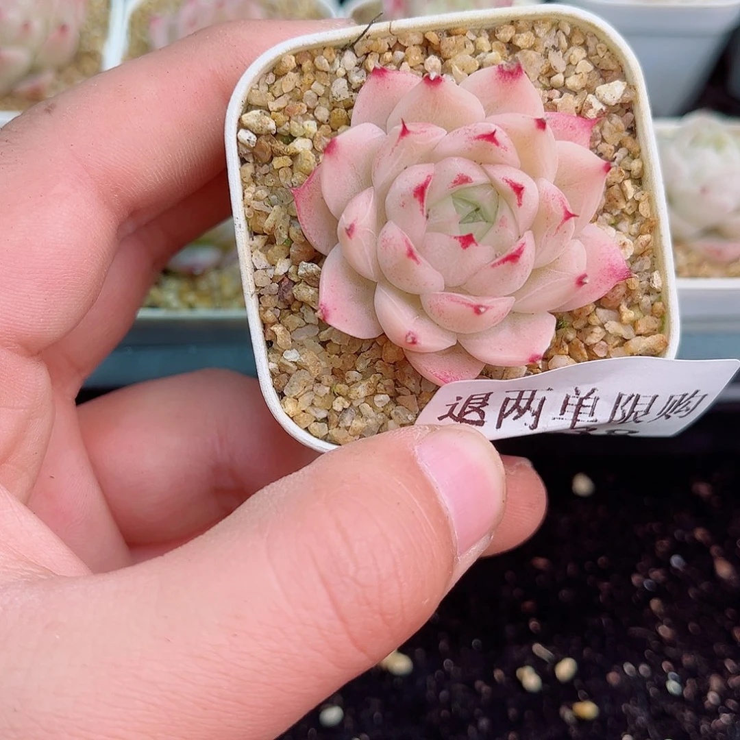 七**鸣1-838 新疆西藏内蒙不发12.8包邮2-3公