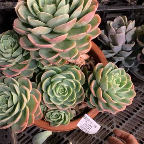 雾**花哈密瓜26101多肉