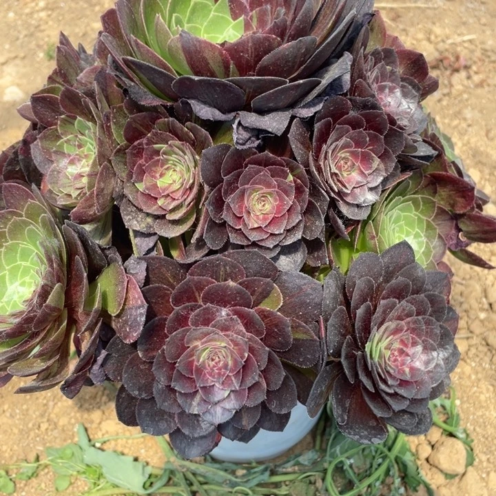 765多肉植物花月夜