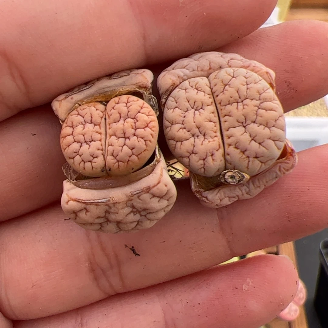 破****嘻059号189 2颗 多肉植物