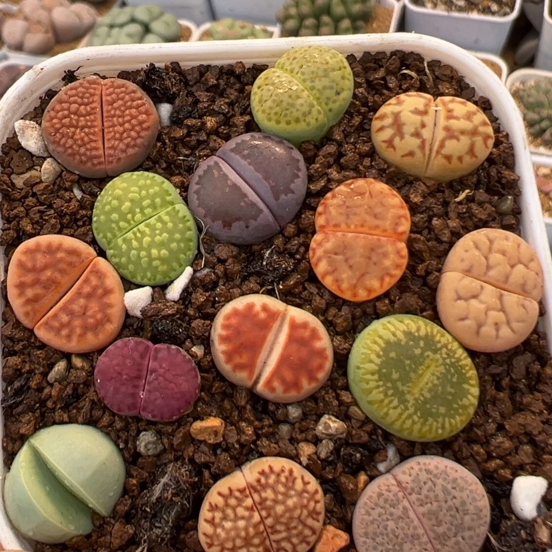 309多肉植物百科植物