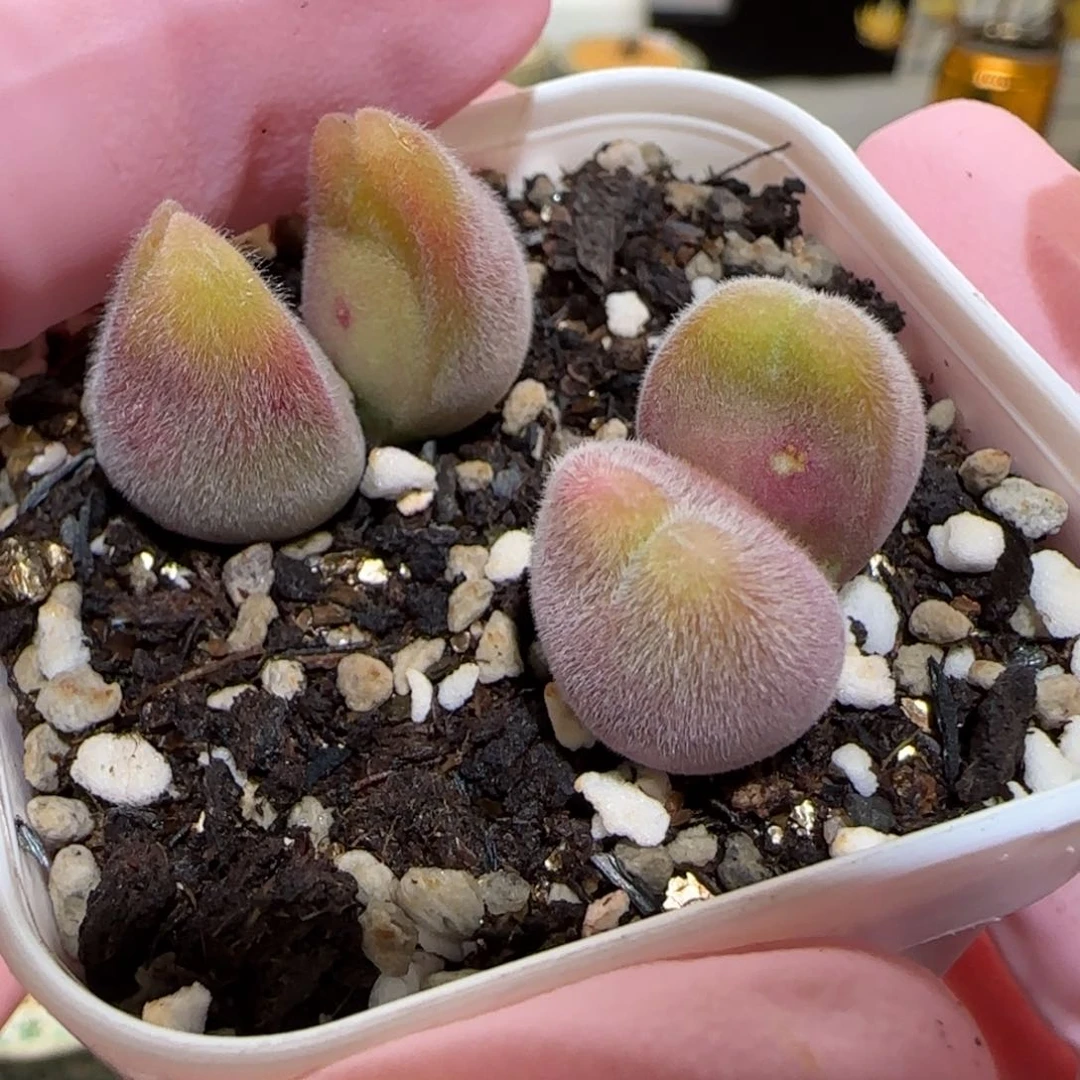 肉锥多肉植物百科-长毛翠滴1075