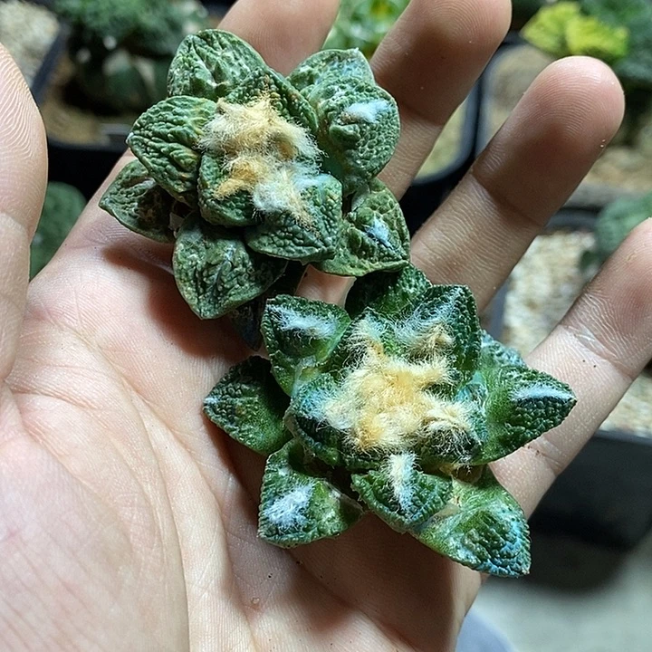 苗落牡丹2颗已出根。565号
