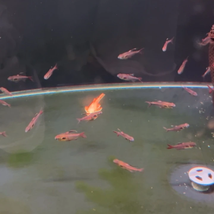 0***3海水鱼黑印➕合虎。