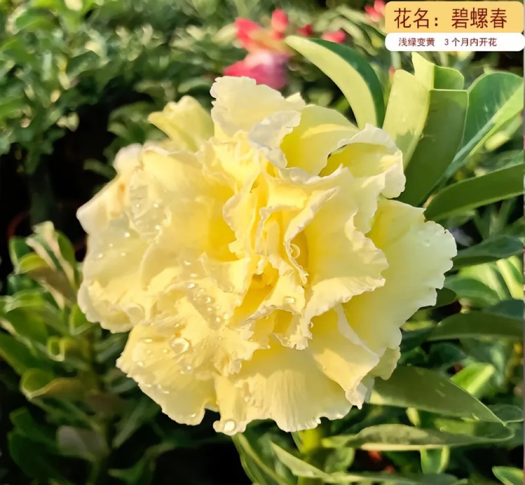 懒人植物，沙漠玫瑰