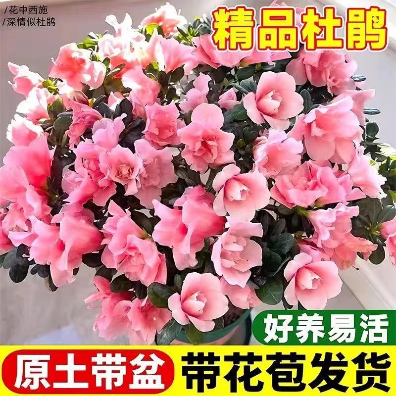 杜鹃花大盆净化空气防辐射阳台好养易活老桩花卉盆栽
