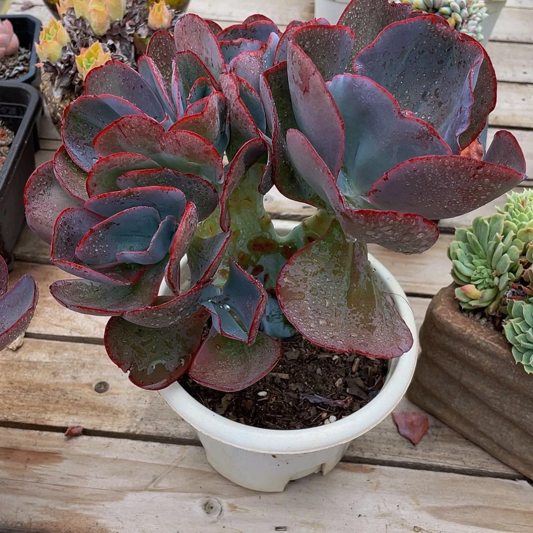 浙***和无名缀多肉植物群