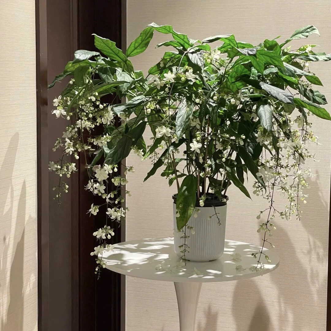 垂丝茉莉珍稀品种室内阳台花卉绿植盆栽四季开花浓香型