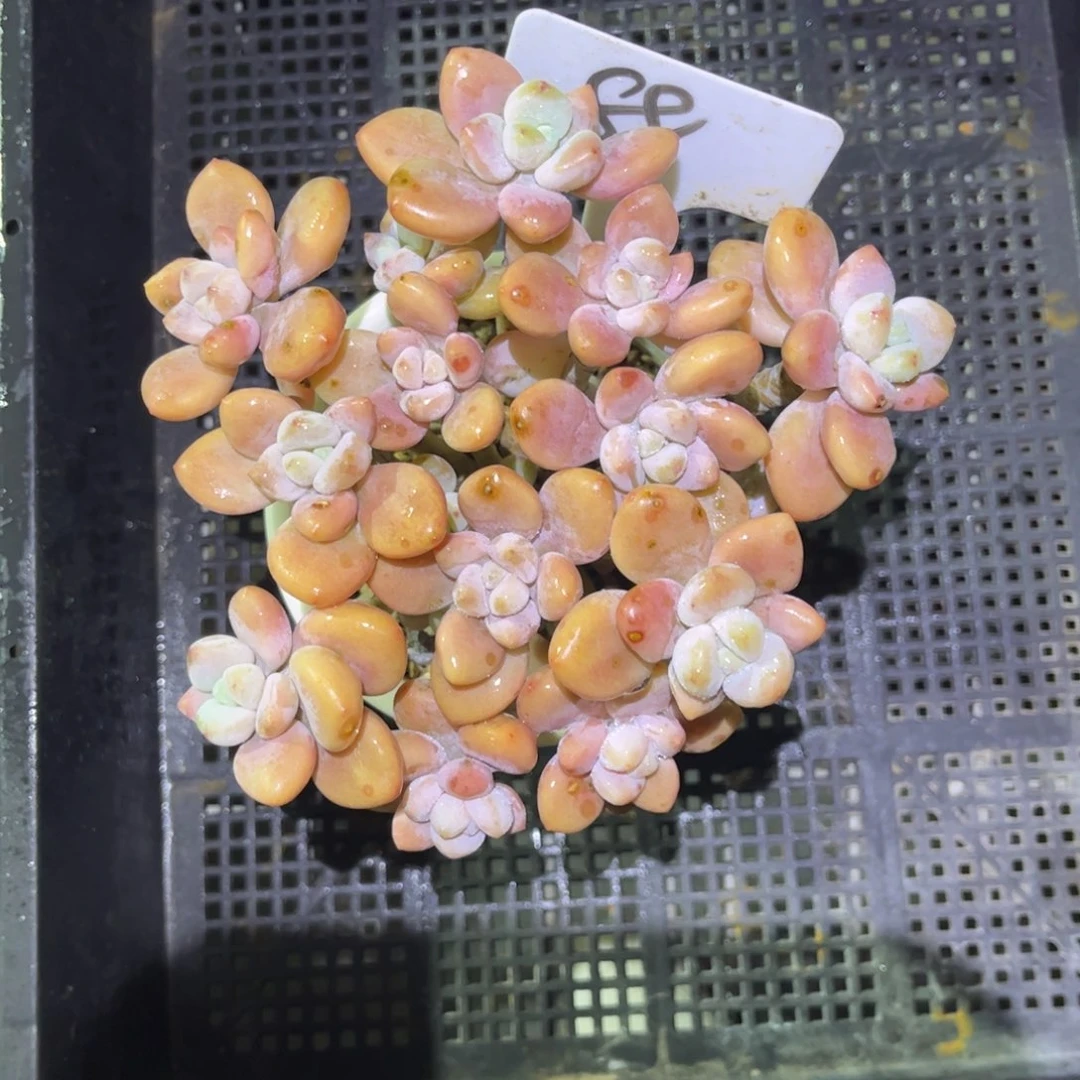 88 号小曹年度一物一拍