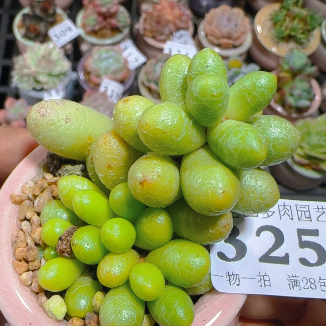 AP小尾巴5CM迷你拇指盆栽精控多肉325