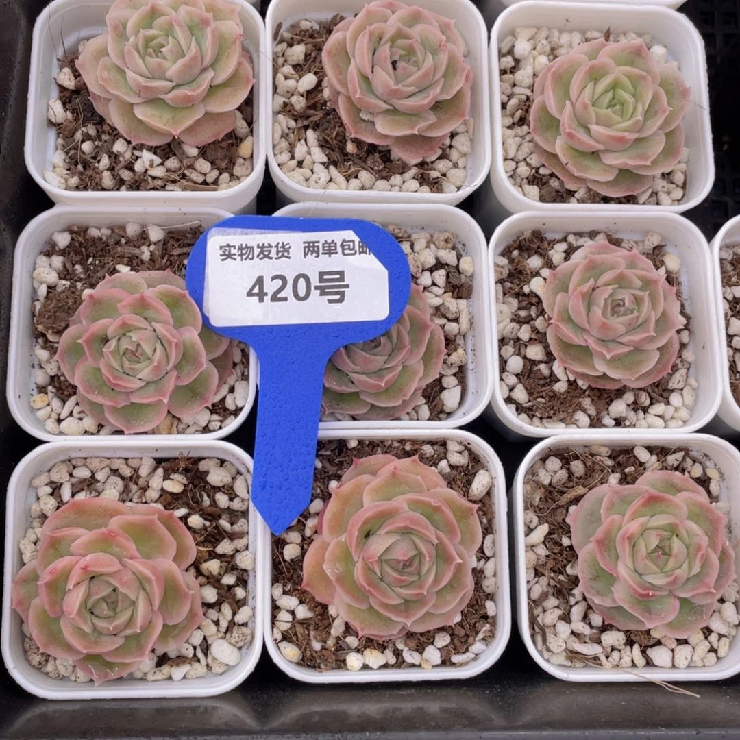 420号水晶虾饺单头一个