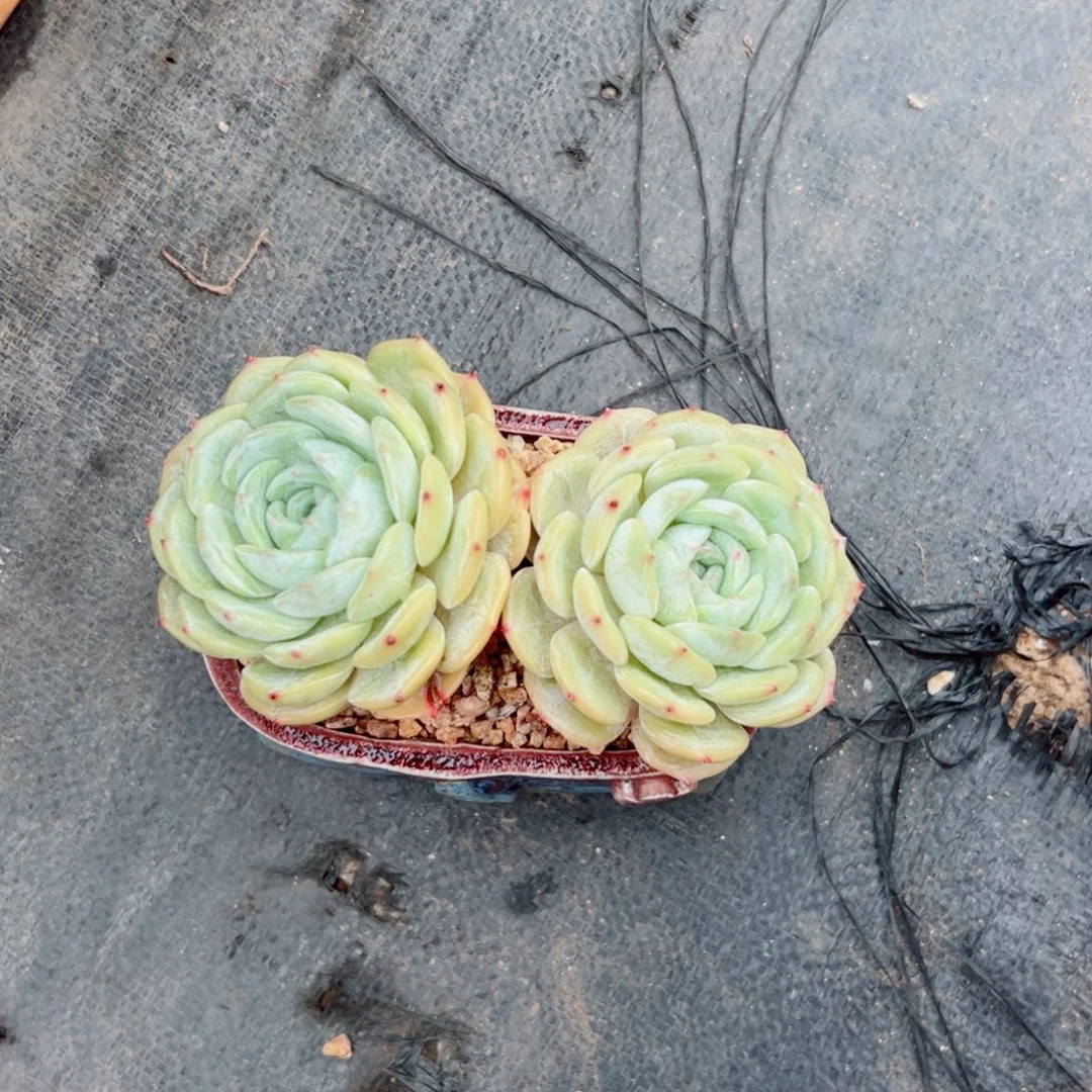 劳林多肉植物多肉植物