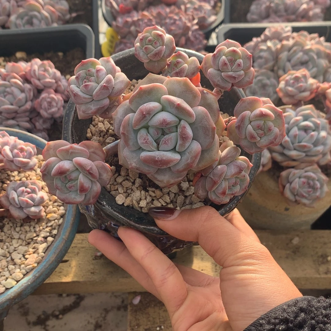 石榴籽无砍花花花花