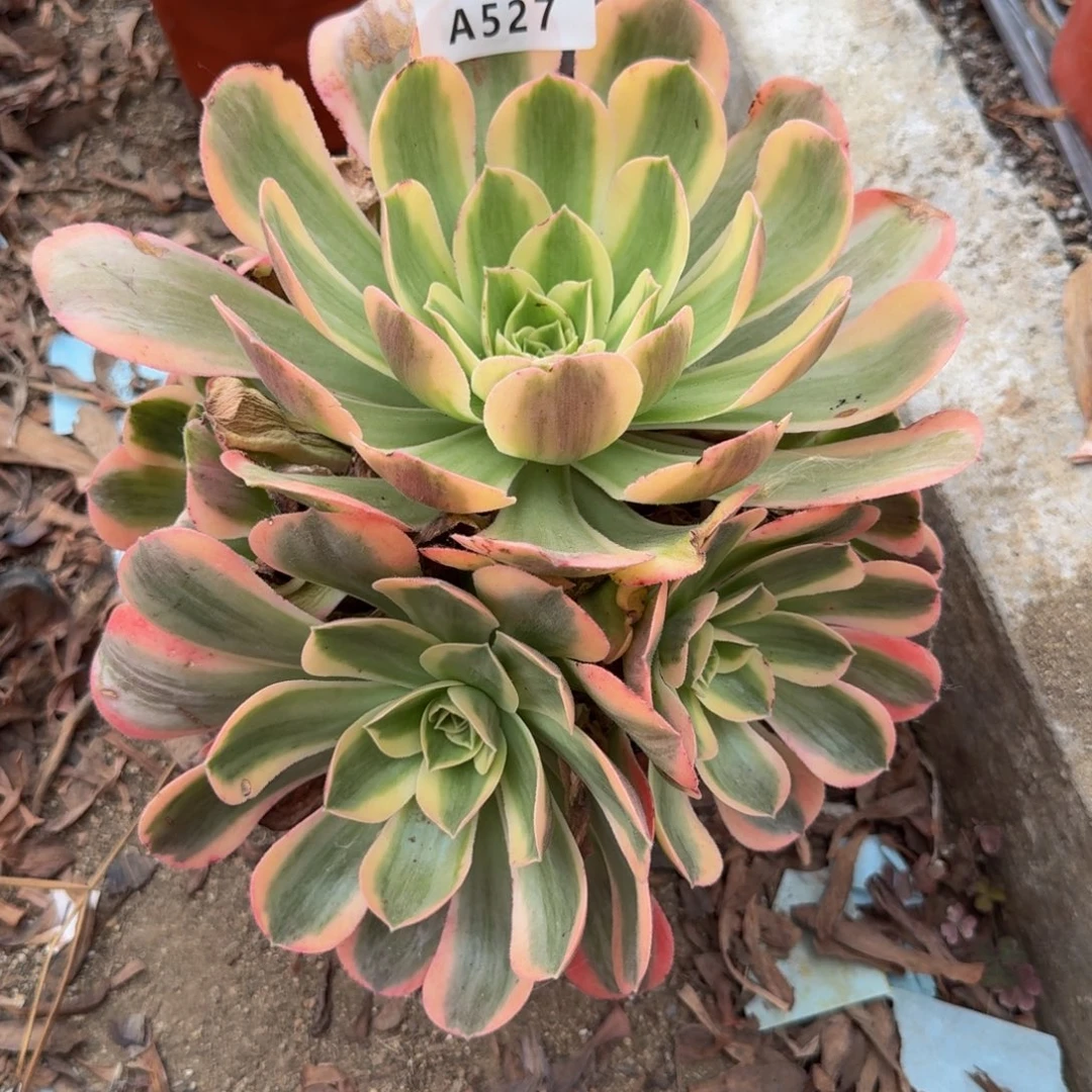 用***莲527香炉盘锦。多肉植物