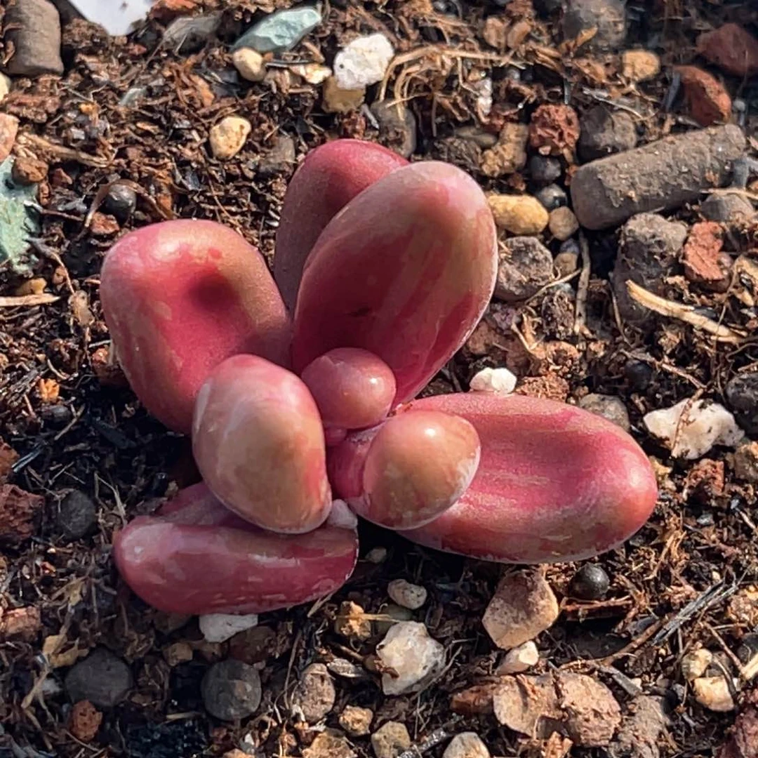 多肉特价红手指锦头盖6849