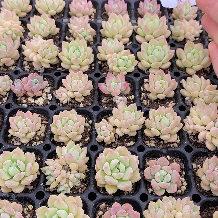 8 多肉植物盆栽花卉植物