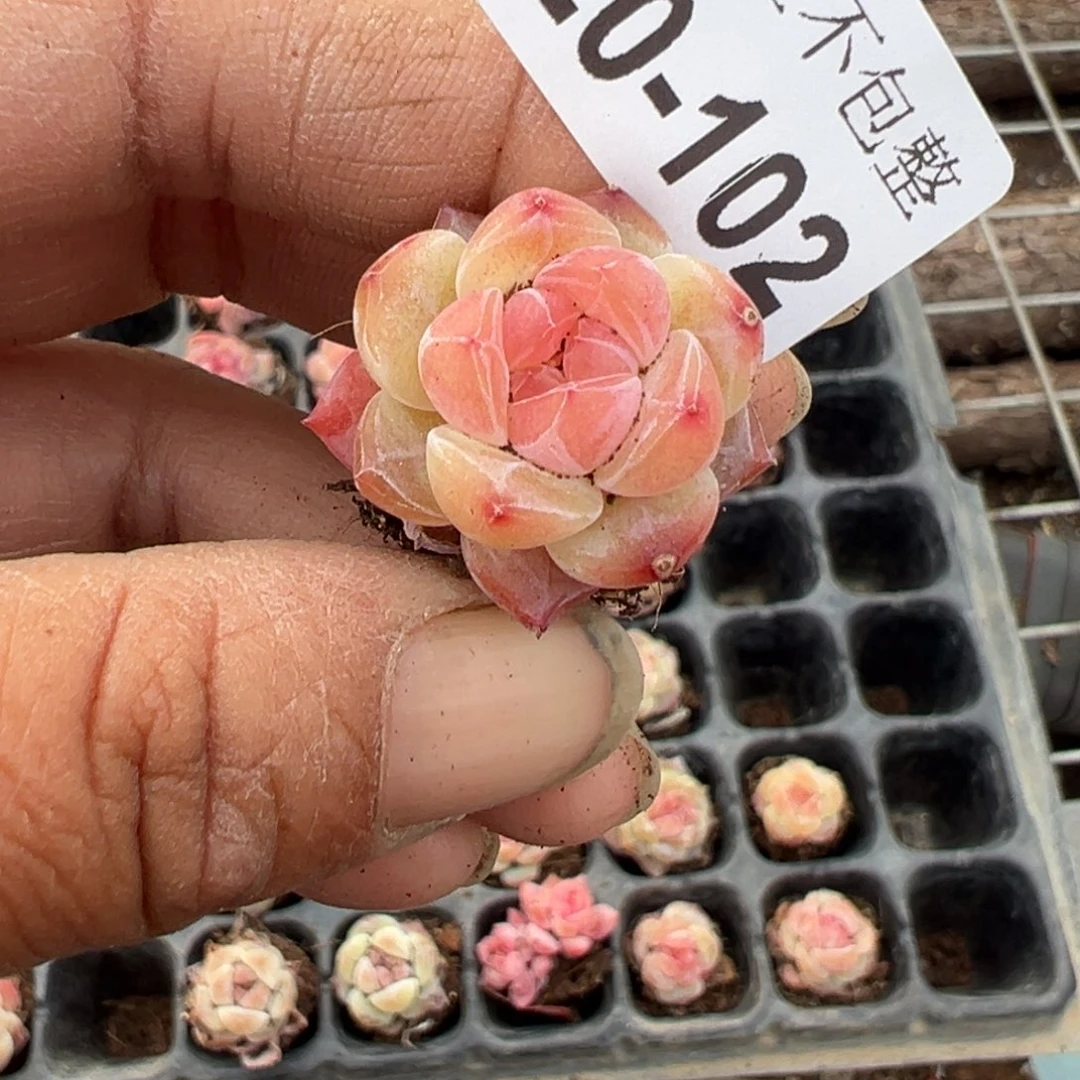 云*小卡拉米糖心一物一拍20-102