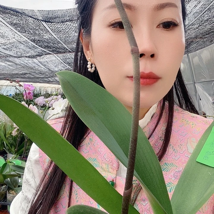 无花朵金玉满堂蝴蝶兰