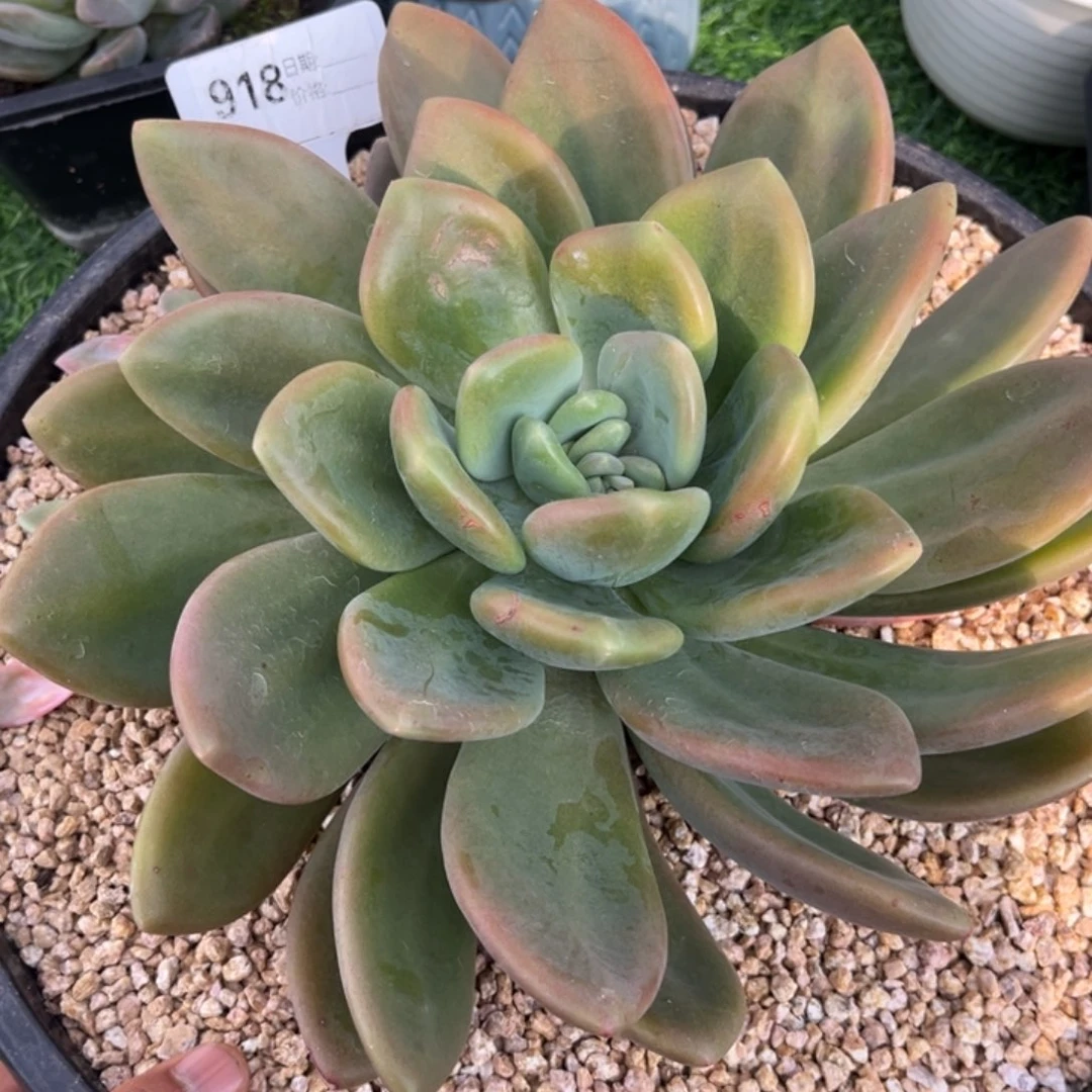 x系大单头多肉植物918