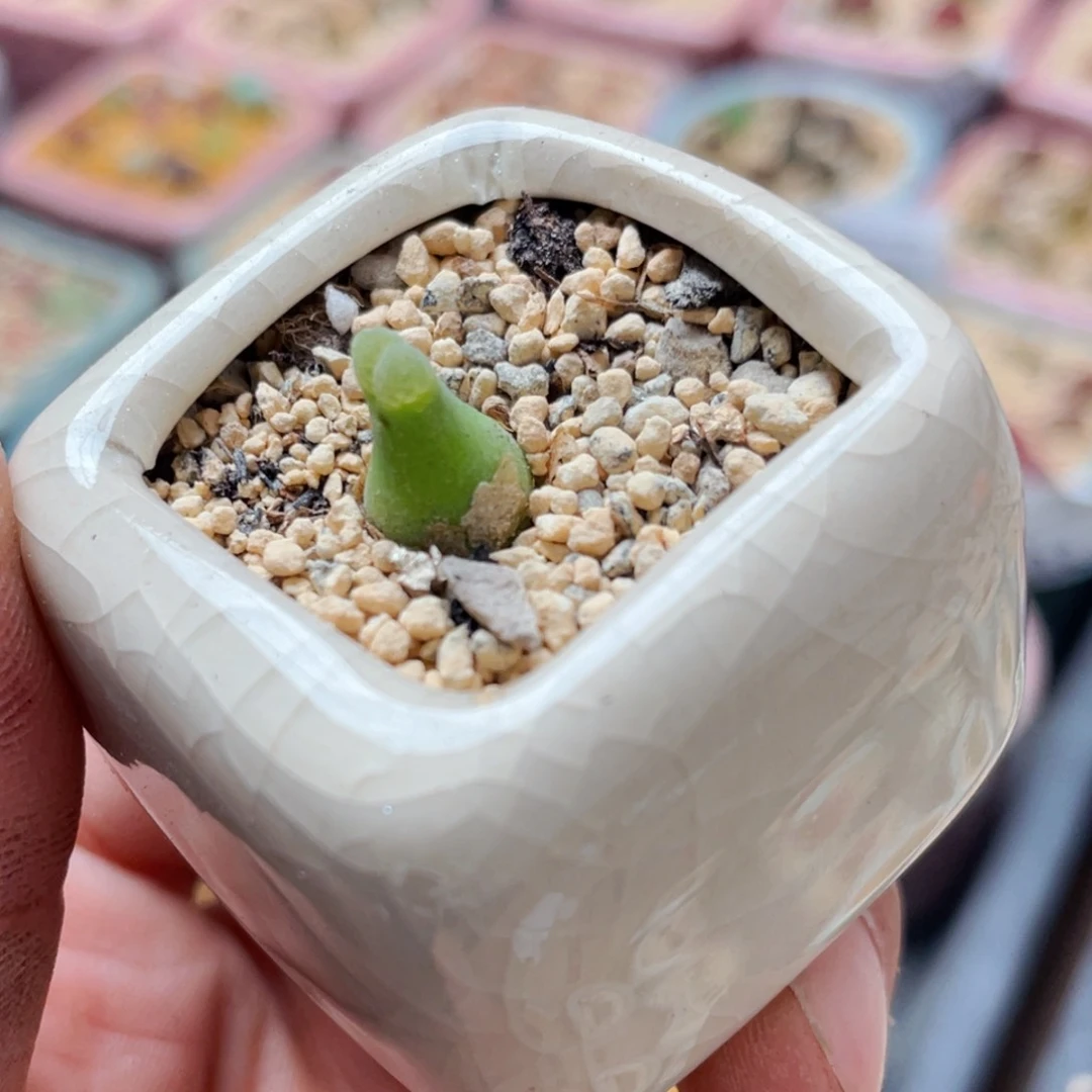 无花朵0252--一物一拍 带盆 奶瓶