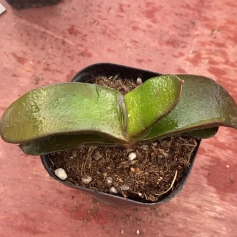 卧牛单头10仙人球