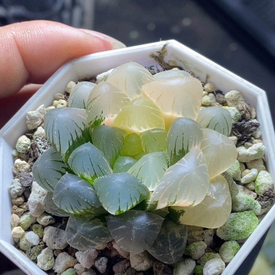 实生玉露锦一物一拍