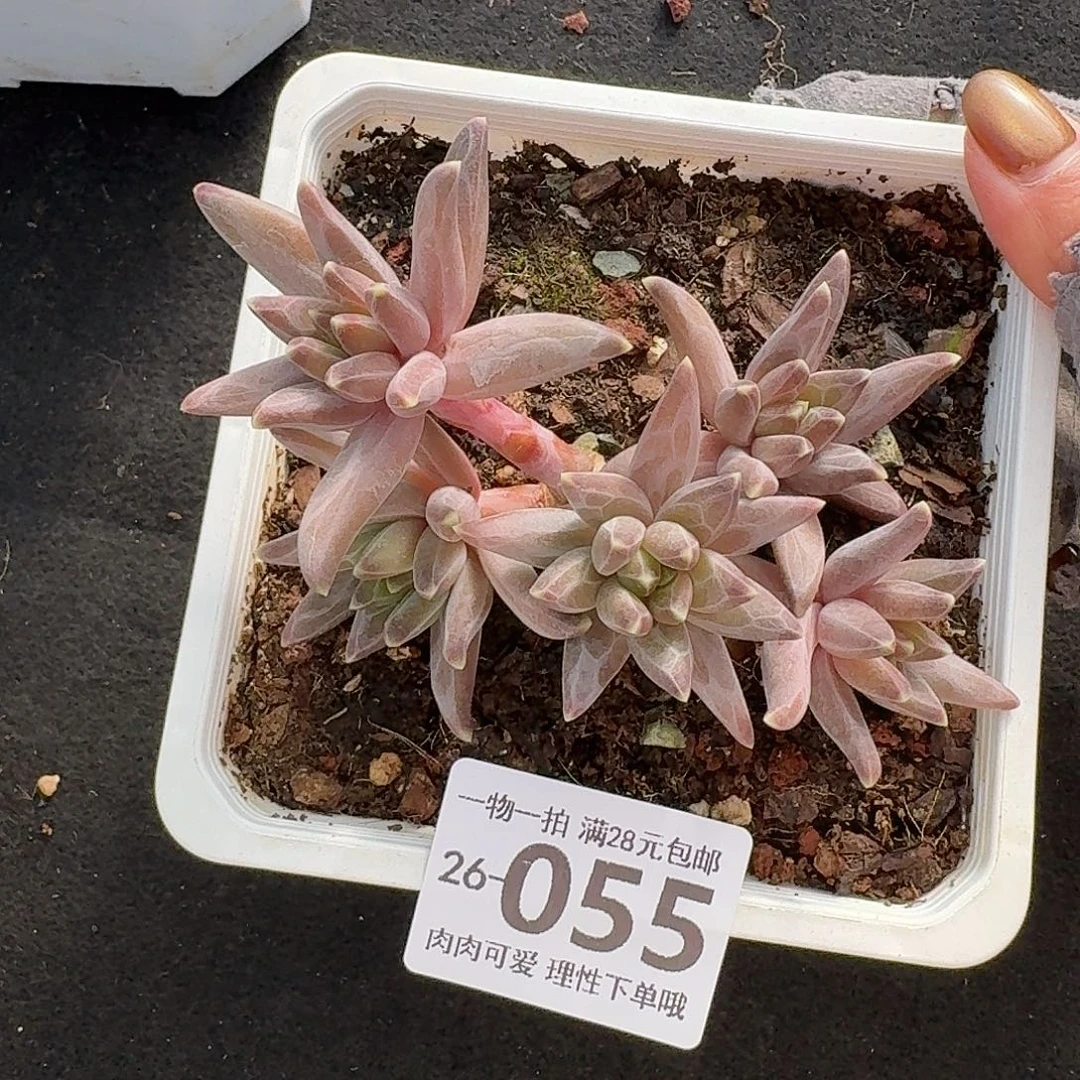 梵高美人无盆土发货无