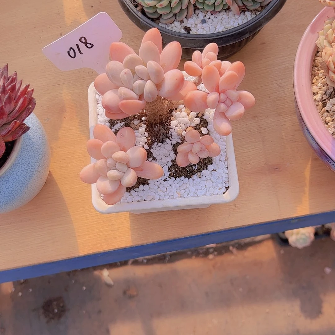 蓝*18香玉。。。。。。。。