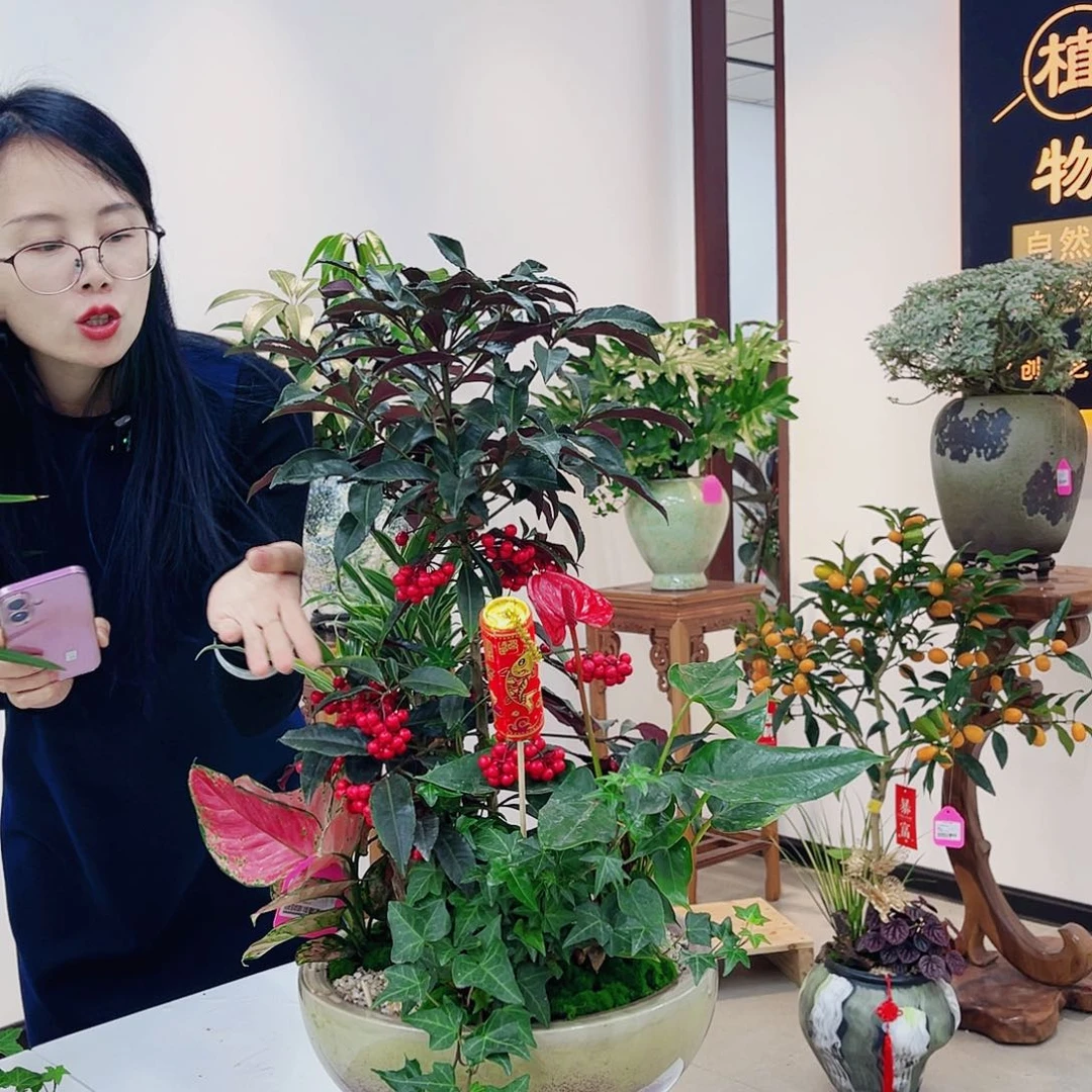 紫*高端绿植一物一拍