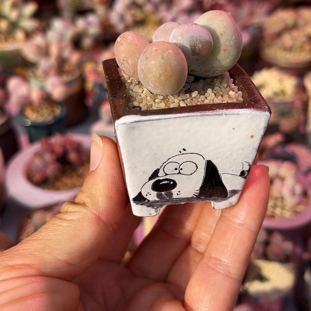 米可奶酪带盆发货