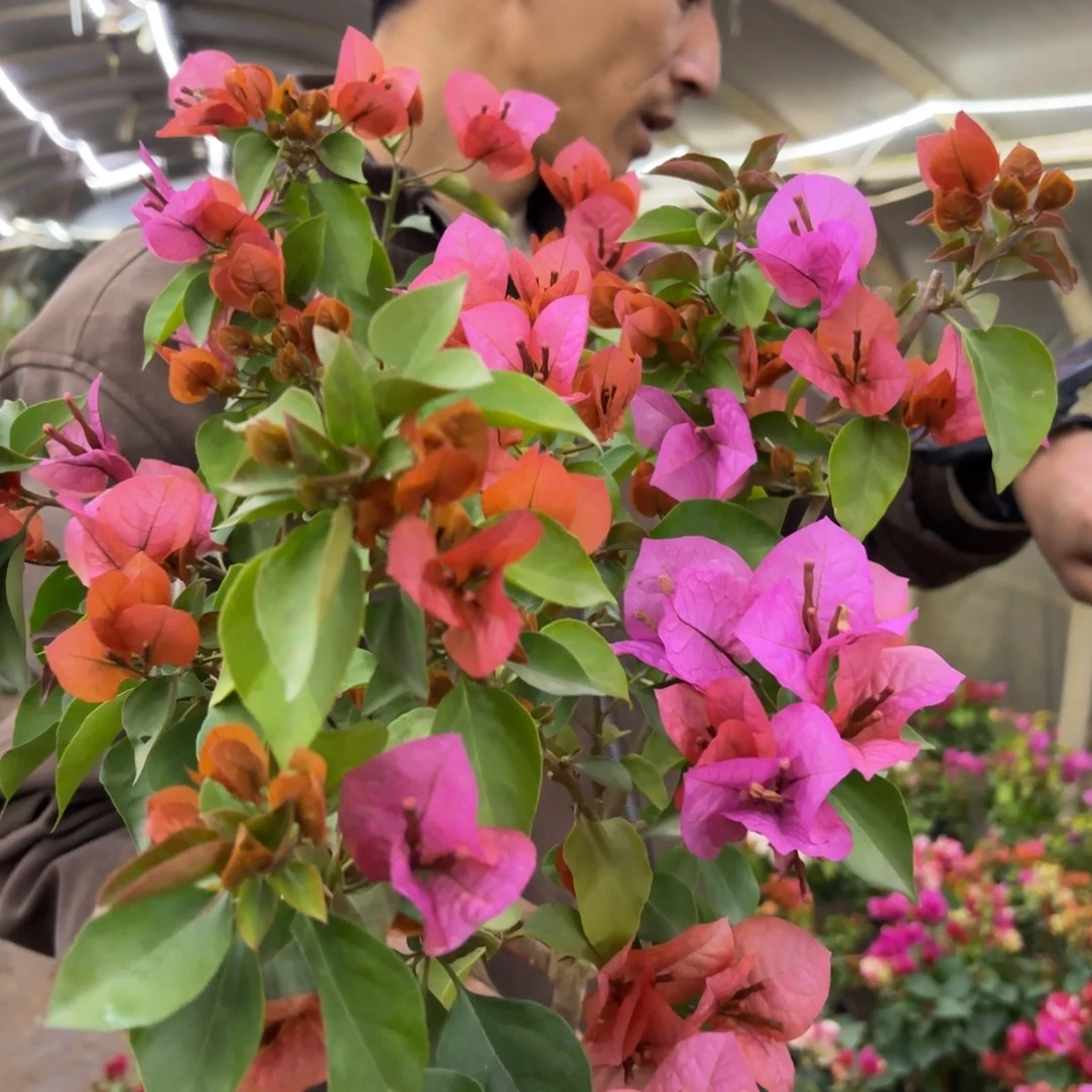 完全开放（米奇）三角梅会落花落叶会光杆苗有大有小