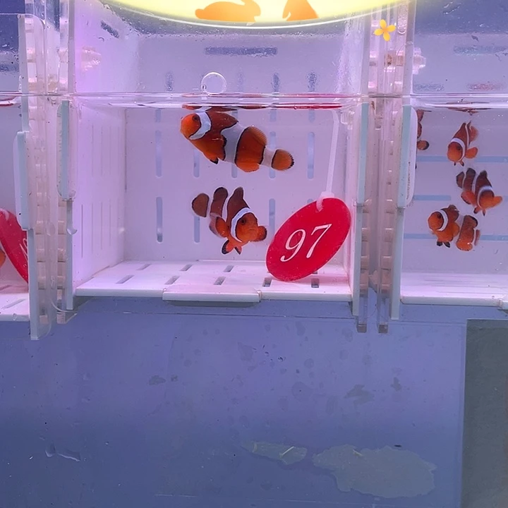 海水鱼精品公子小丑鱼