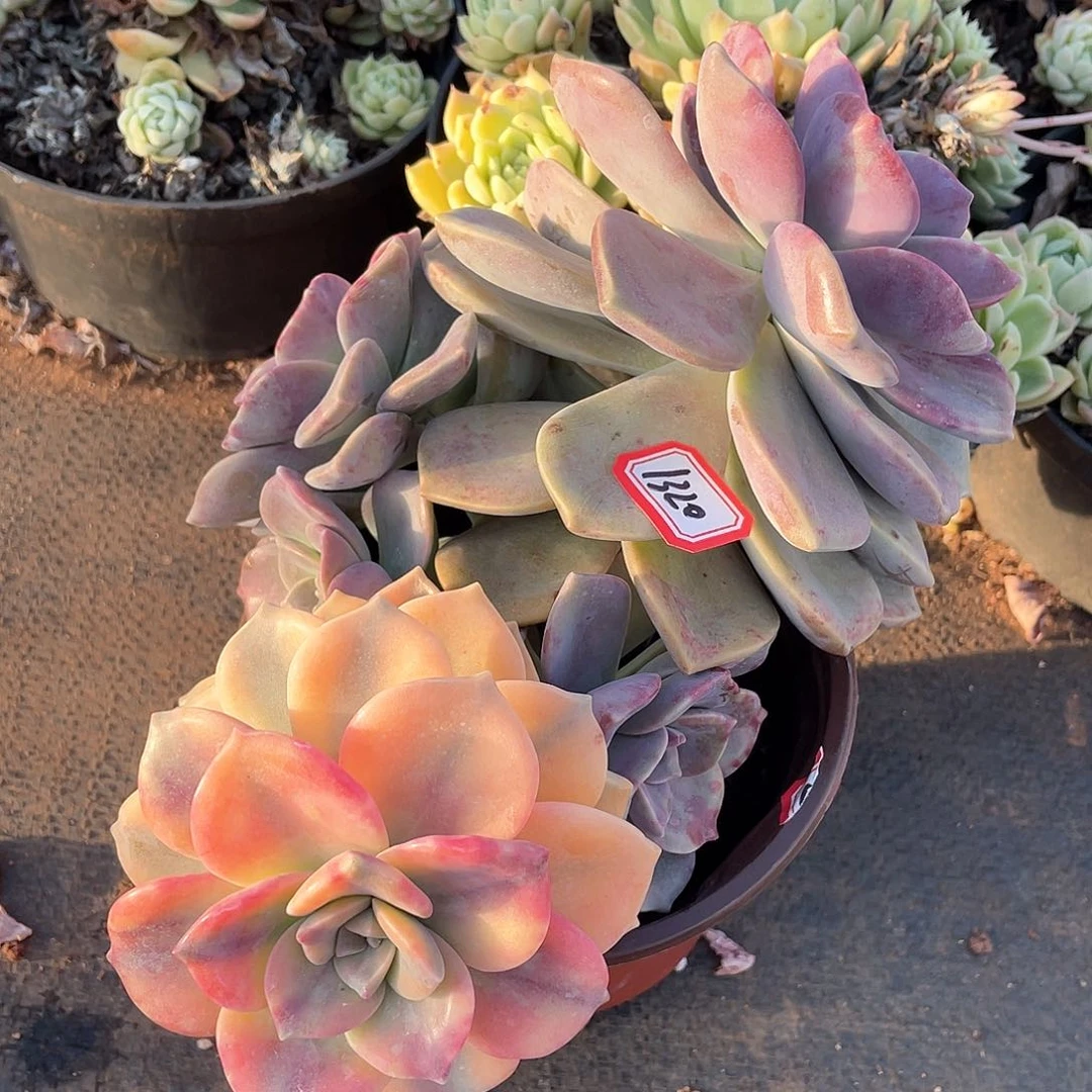 1320紫乐锦一物一拍多肉