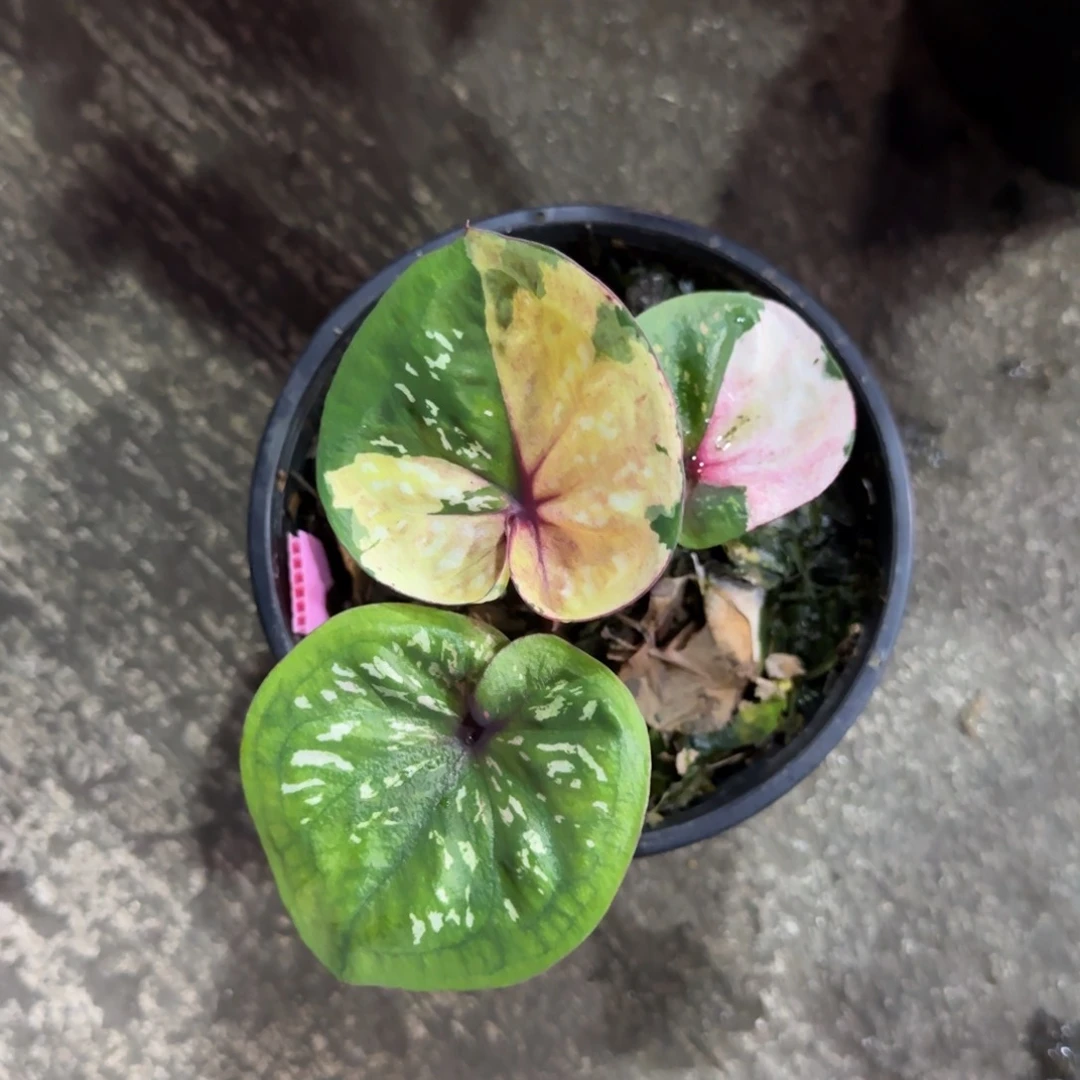 211-0930泰国发货财富变异