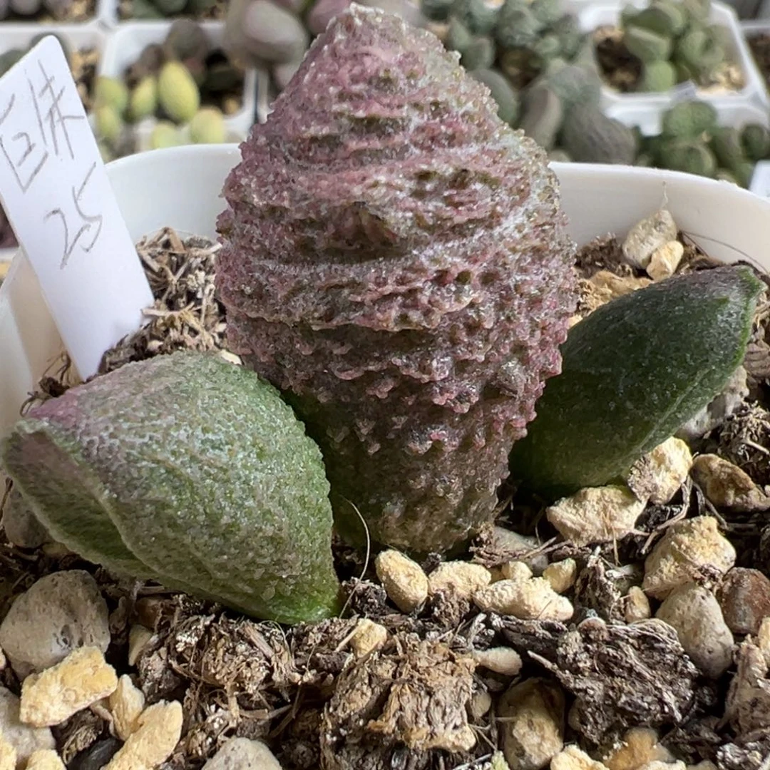 巨猪宝大苗多肉植物水泡多肉植物