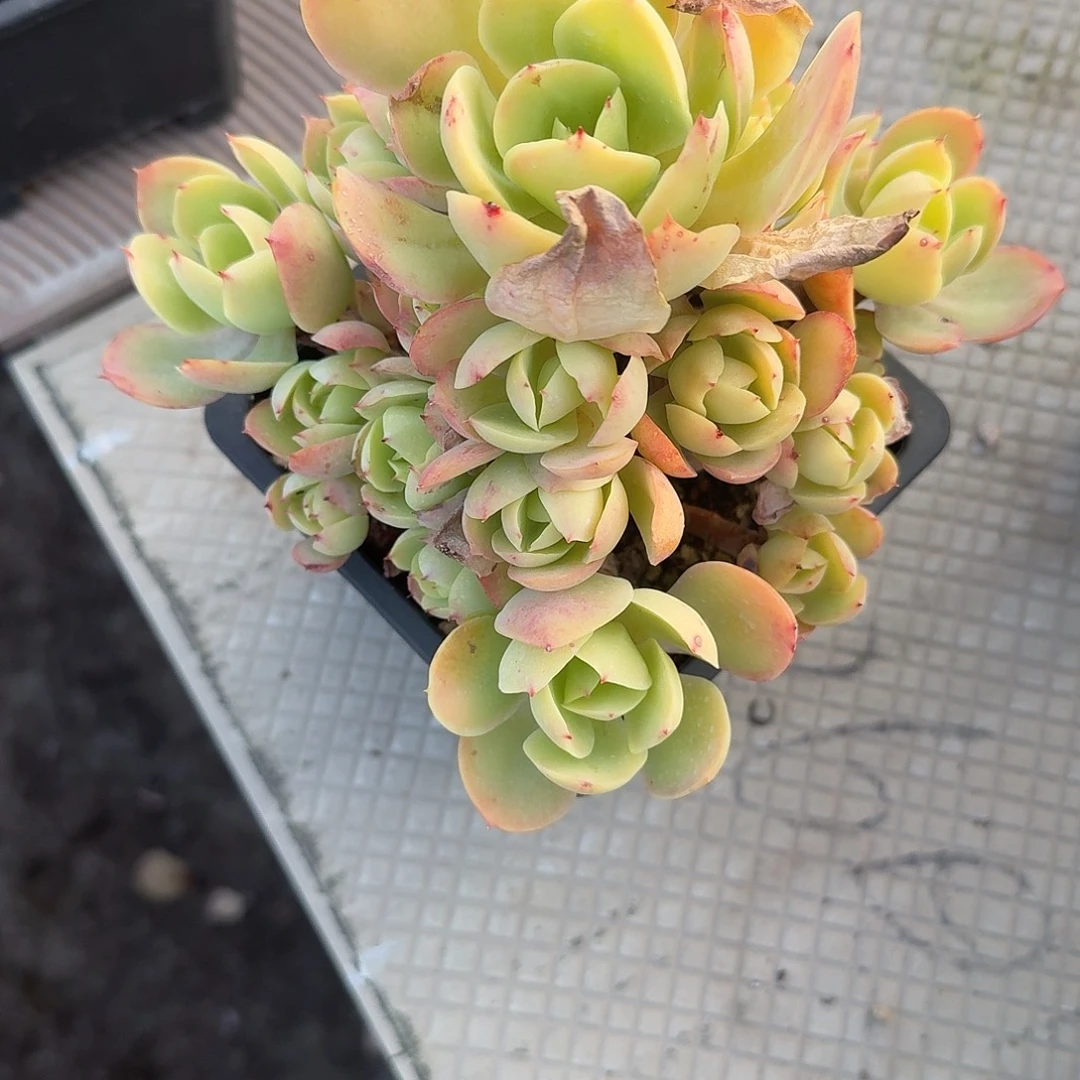 嘉***尔骑兵碧桃多肉植物一颗