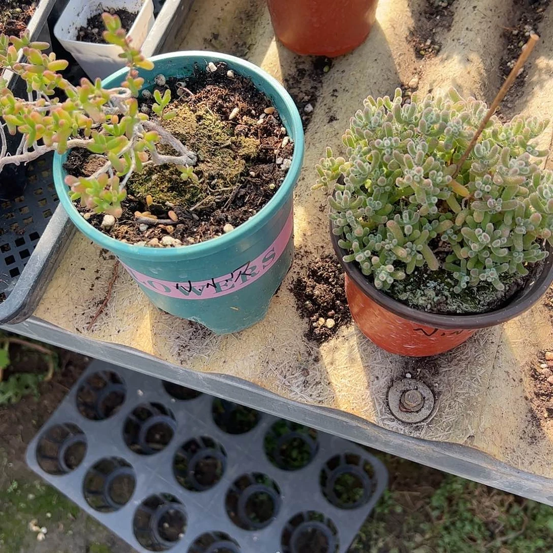 小***贝枝干番杏大盆两个