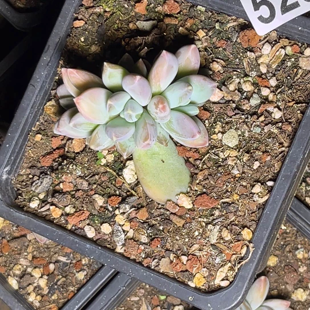 ?****苏多肉植物七彩三色美人529