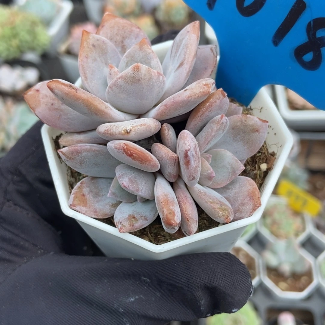 1018红茶多肉植物多肉