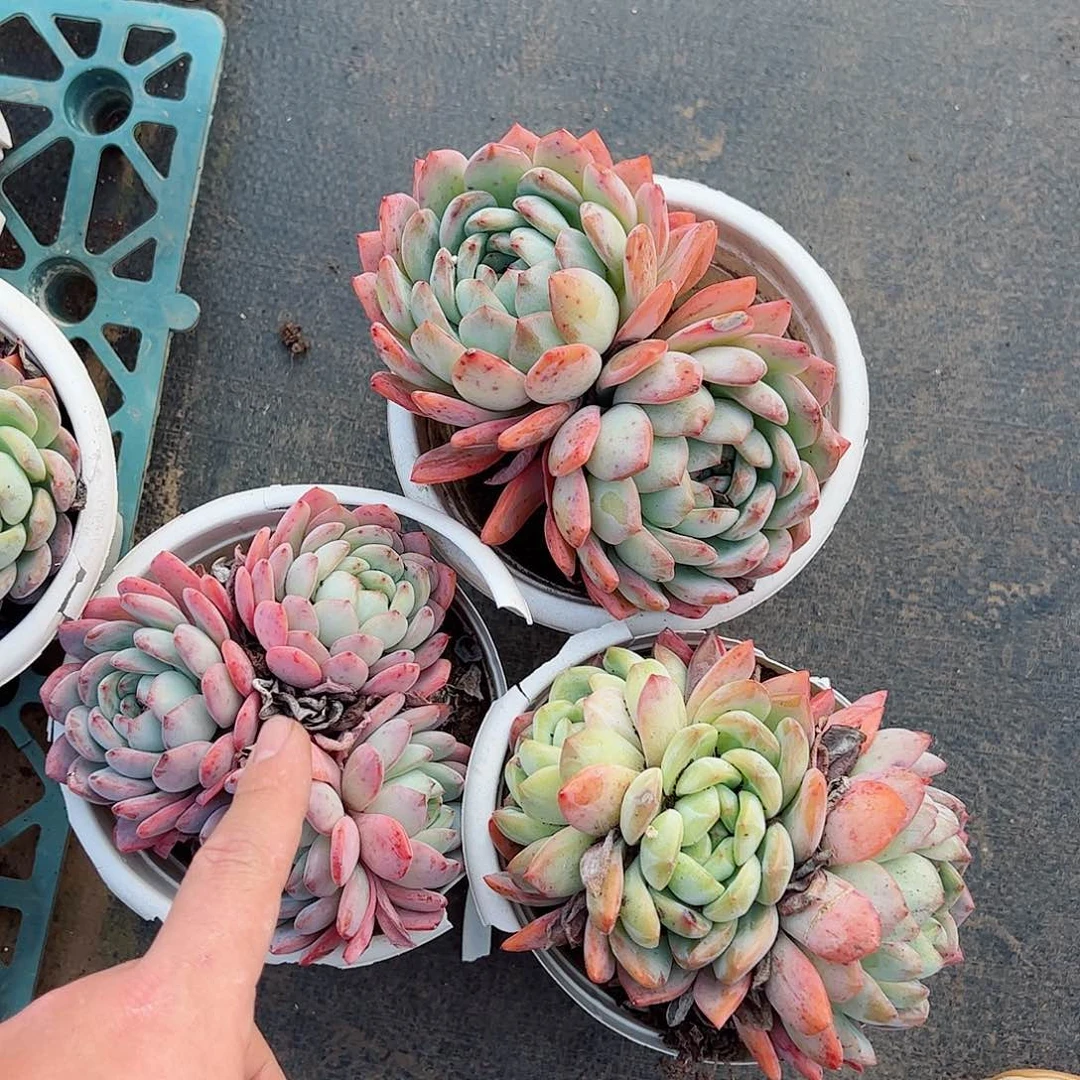 全明星双头起三盆