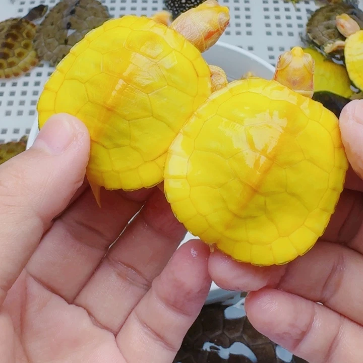 琳***阳母宠物龟111111111111