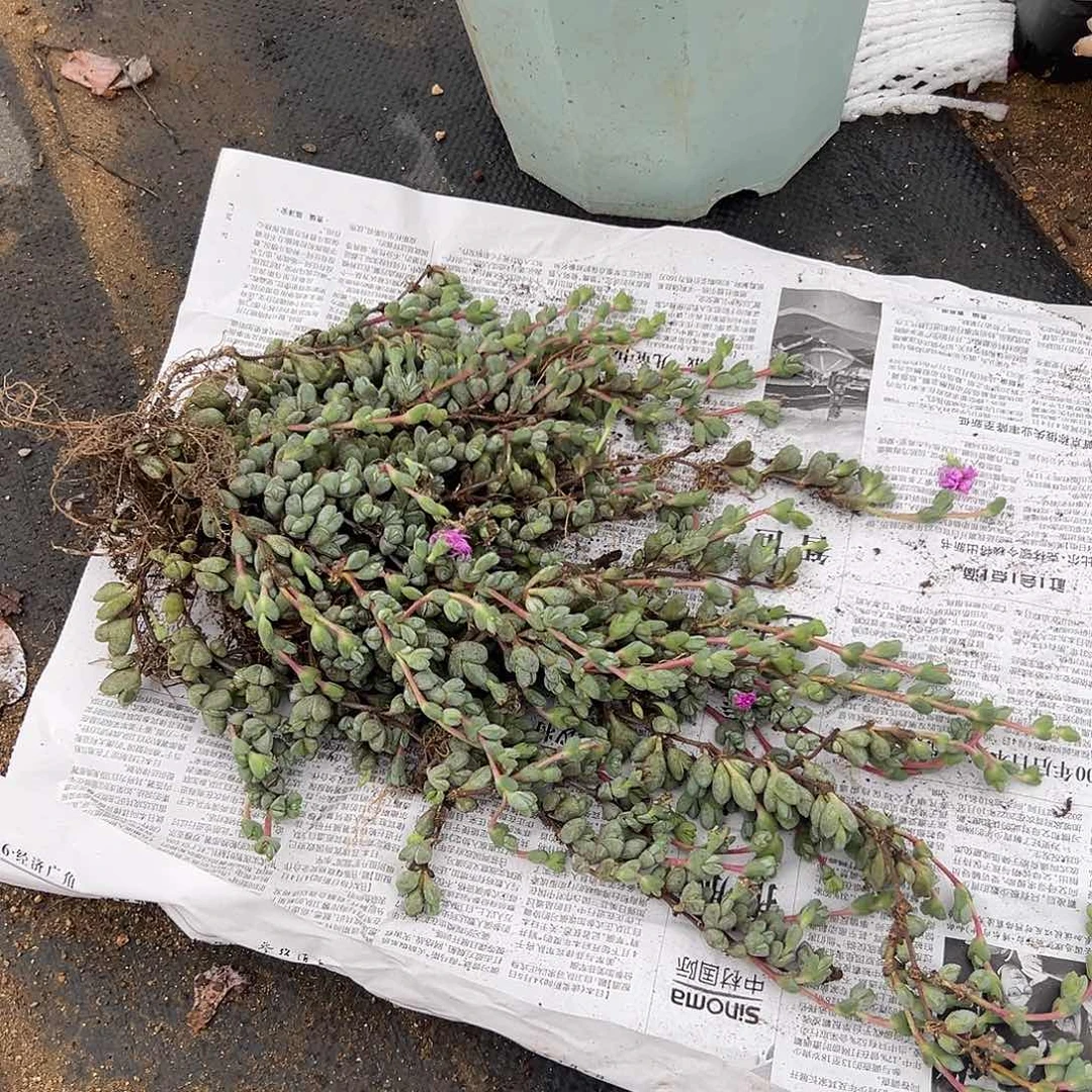 多肉植物大颗碧玉莲