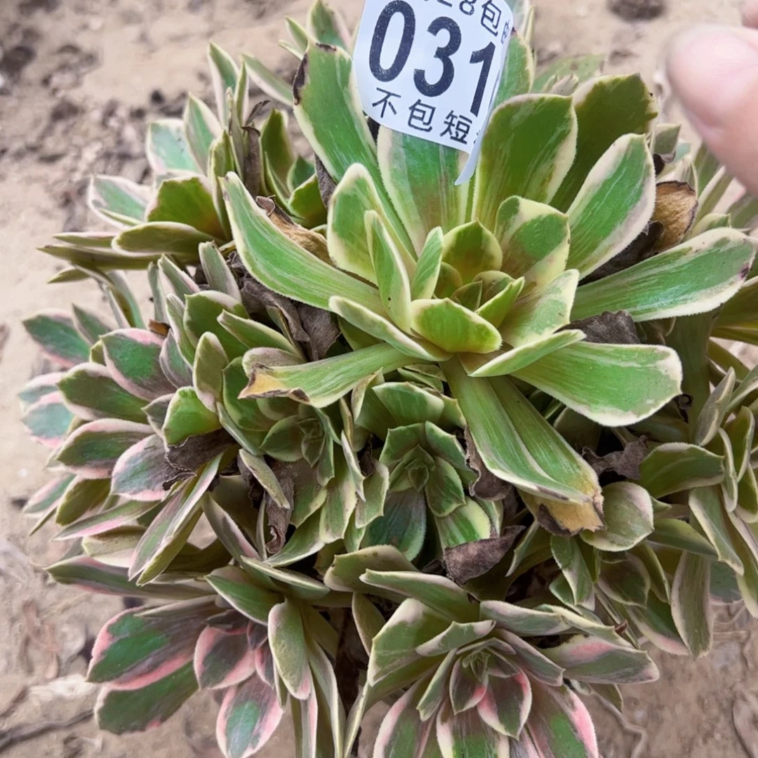 浣纱多肉植物0310