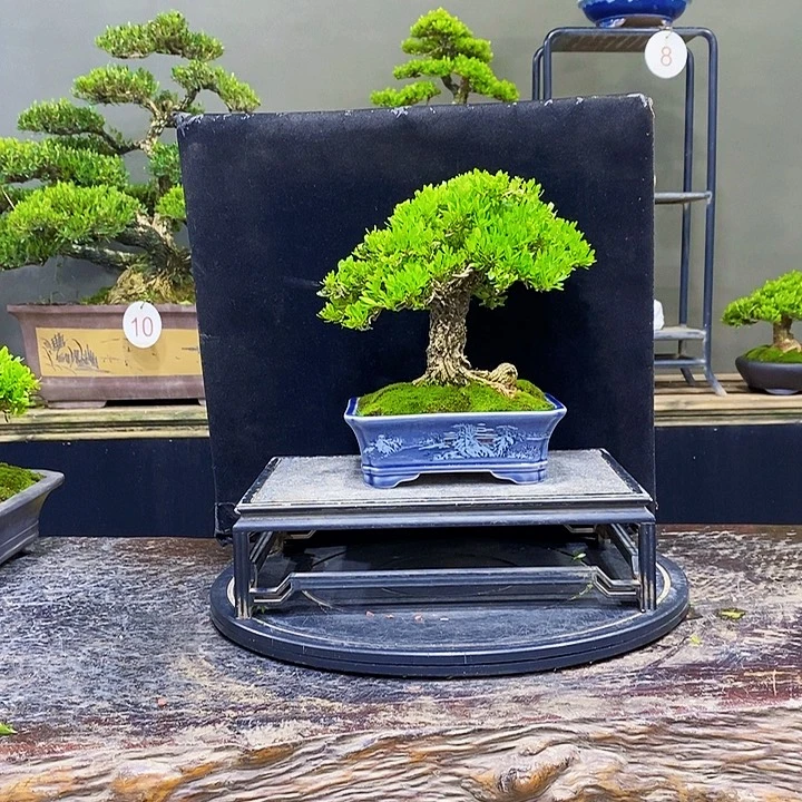 无花朵黄杨盆景四季常青