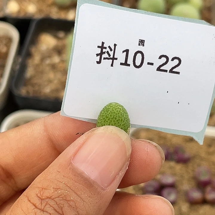 水***冻10-22肉锥多肉植物