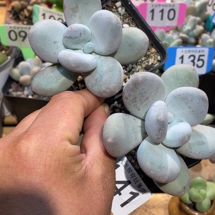 小***王大叶奶两只141号的啊啊啊多肉啊啊啊