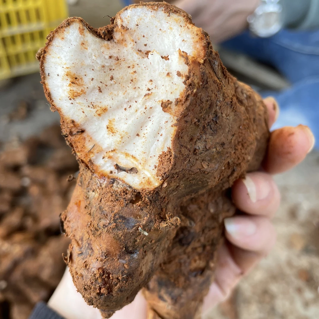 【土芙令】下山货生鲜农产品芋头